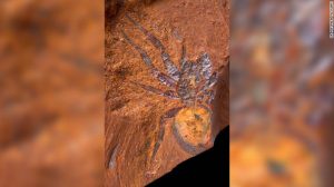 australian mygalomorph spider fossil