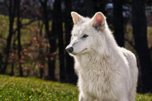 white wolf