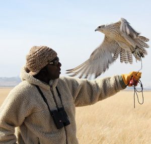 Hayes with falcon about to land