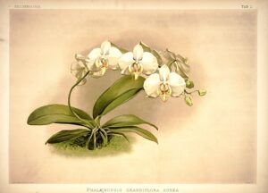 vintage illustration of an orchid