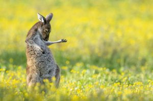 air guitar roo