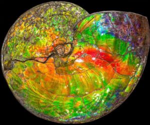 rainbow colored ammonite