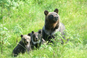 An adult bear and two cubs, seated in a grassy area