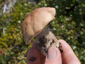 bolteus mushroom