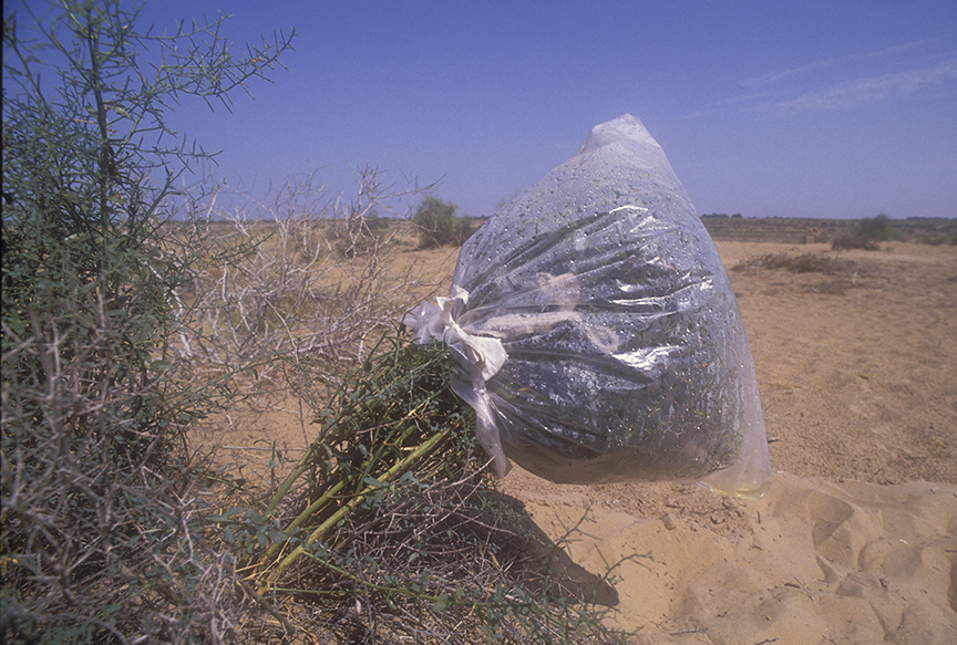 plastic bag around desert plant