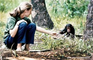 ane Goodall with baby chimpanzee