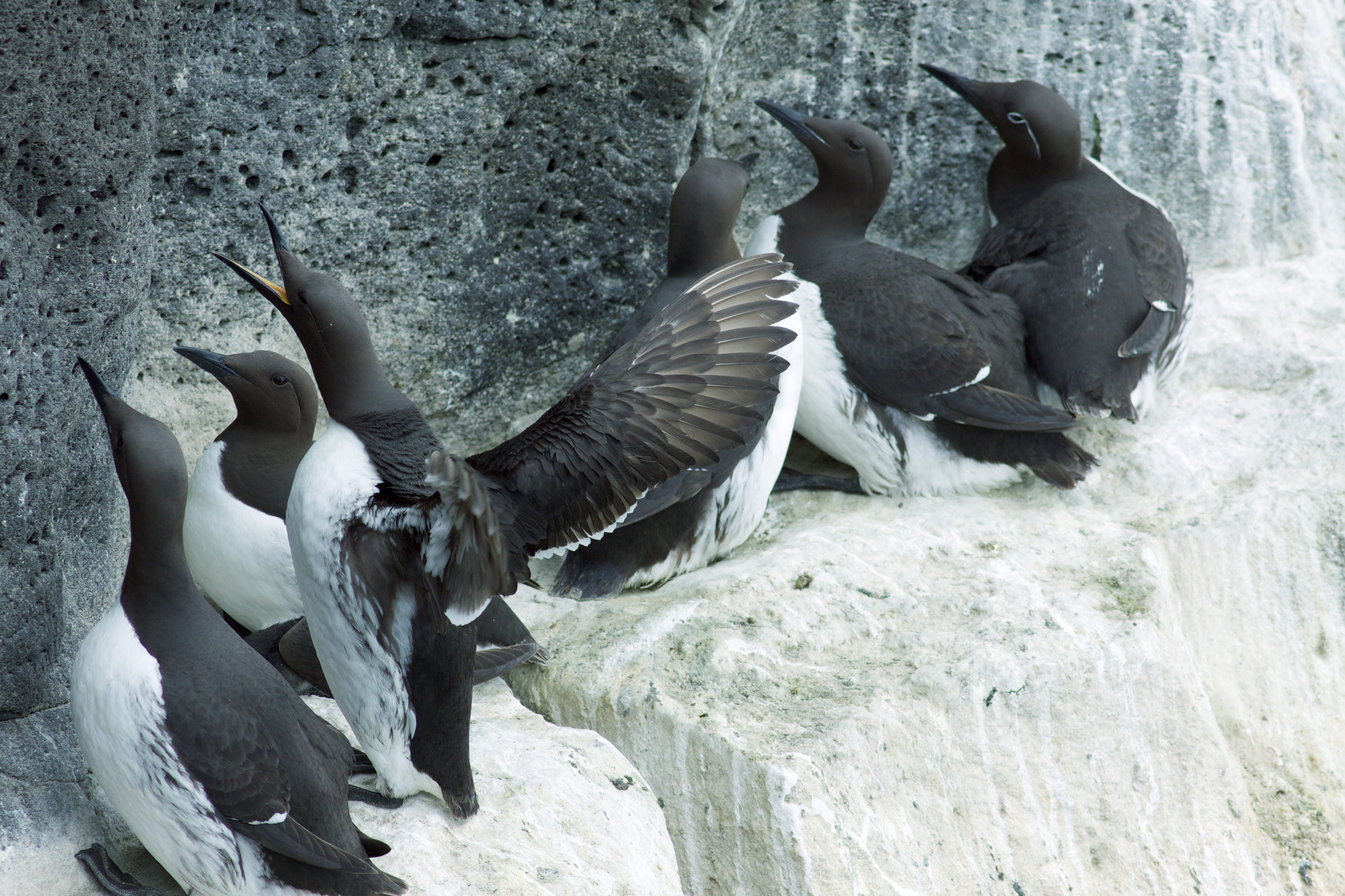 Guillemots on a cliff ledge.