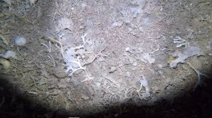 antarctic ice shelves