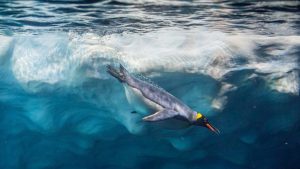 Emperor penguin. Photo David Herraez Calzada