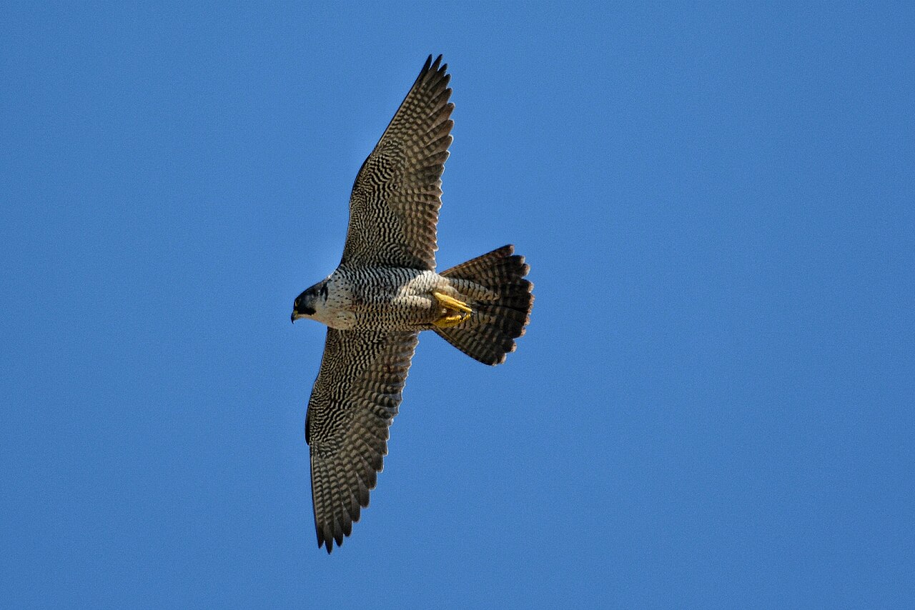 A falcoln on the wing