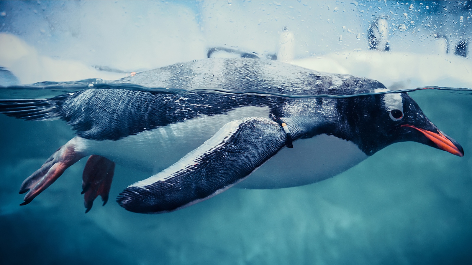 Gentoo penguin Poring Studio