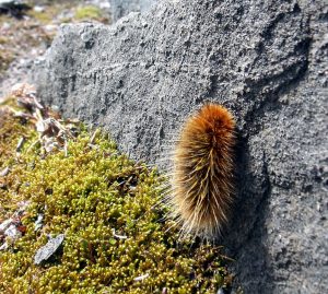 Arctic woollybear caterpillar