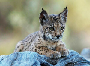 small cat with big, tufted ears laying on rock