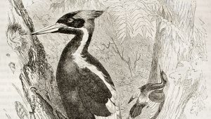 Ivory-billed woodpecker illustration by Kretschmer and Schmid 1878. Image: Shutterstock