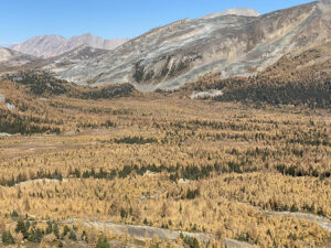 larches in mountain valley