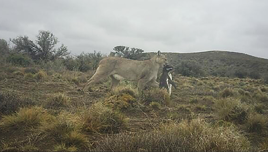 cougar with penguin in its jaws in field