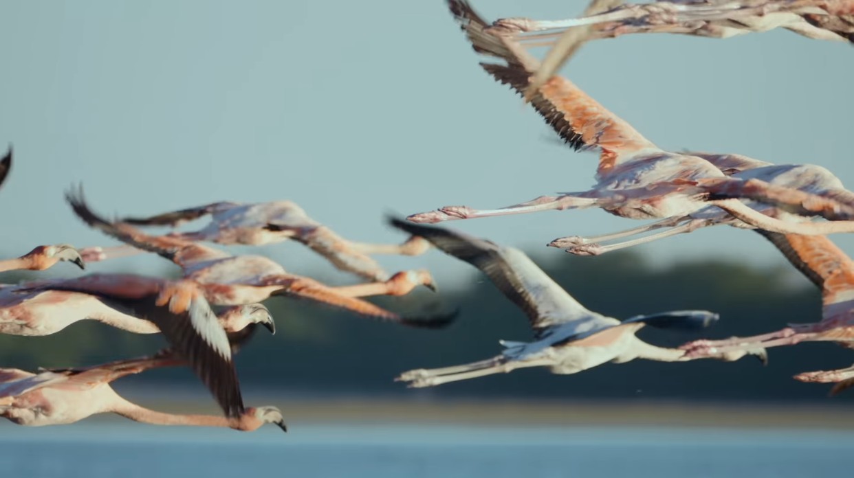 Flamingo flock on the wing