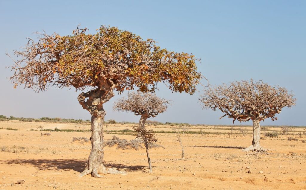 Small trees growing in the desert