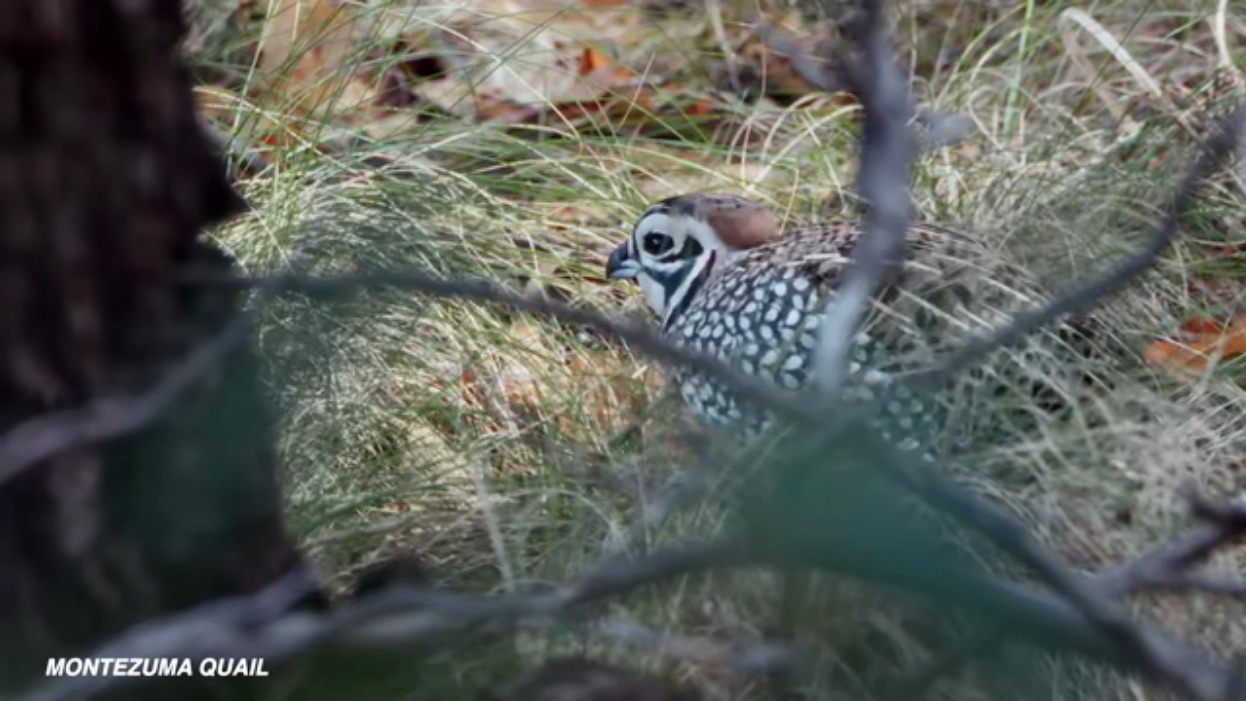 quail and branches