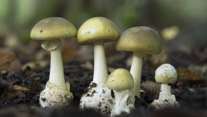 death cap mushrooms