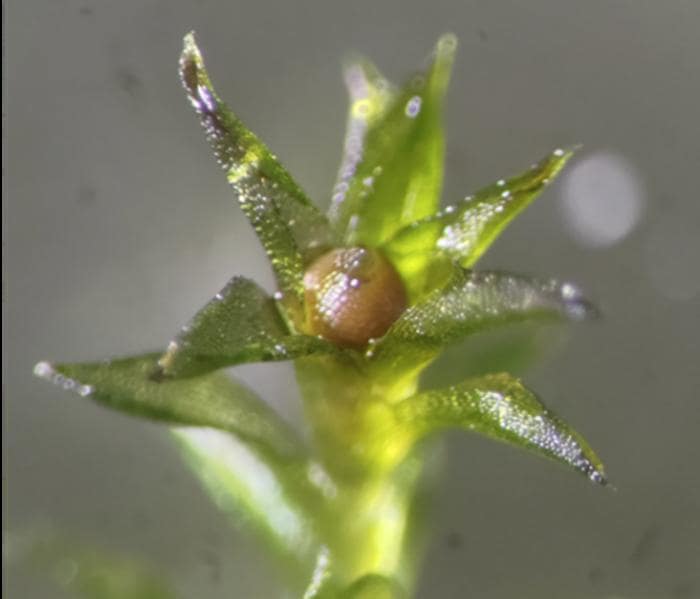 A reddish-brown sporophyte can be seen at the top of a leafy gametophore. It capsule contains numerous spores.