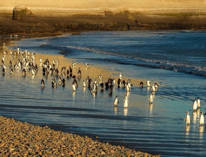 Several dozen Magellanic penguins on a golden beach