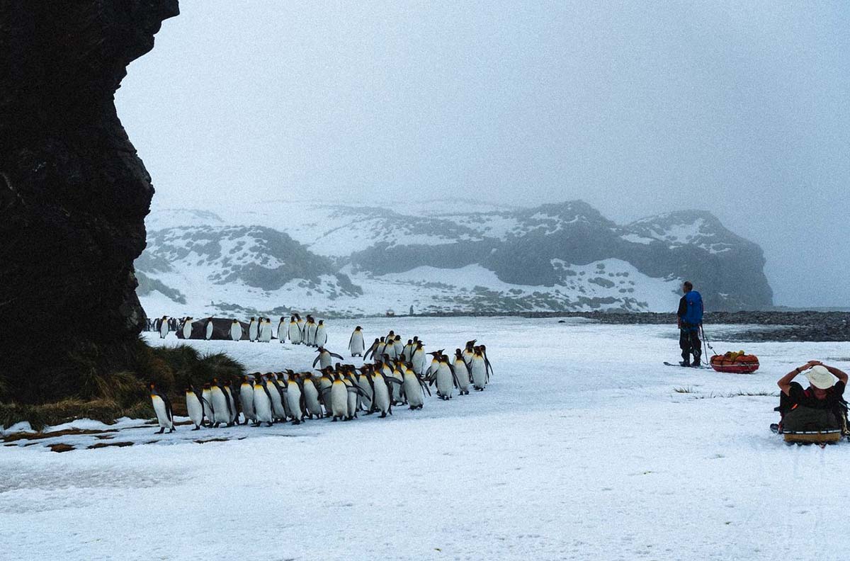 penguins and skier on ice