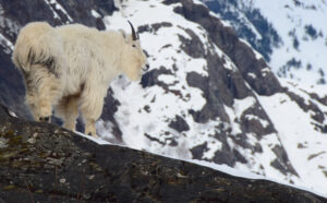 mountain goat and avalanche slopes