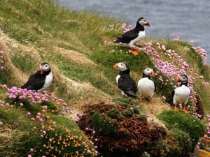 Puffins on a a clifftop.