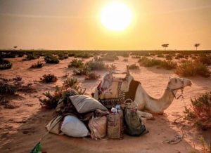 Yann Busnel's camel.