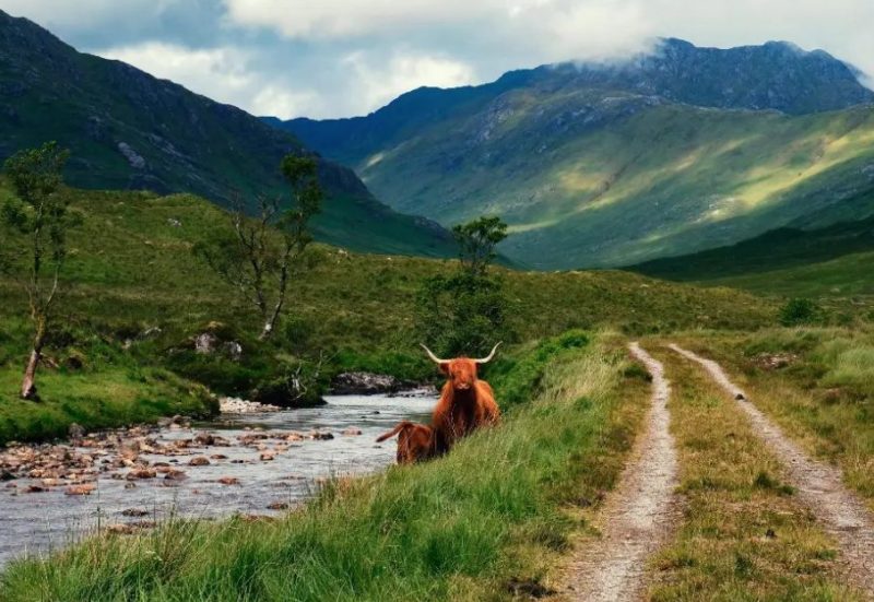 A landscape shot in Scotland showing highland cows.