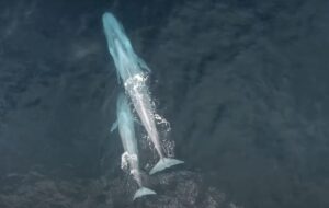 aerial photo of a blue whale calf nuzzles in for a meal from its mother.