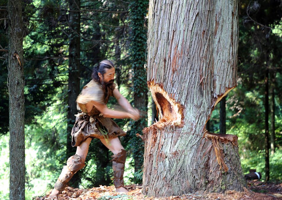A man in Paleolithic dress chops down a tree.