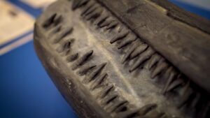 the teeth of an ichthyosaur