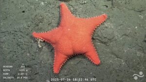 orange starfish
