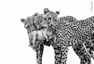 black and white pic of three cheetahs with prey