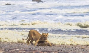 A lionness with her kill on the beach