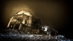 hyena beside building at night