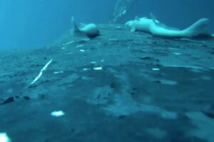 fish on the back on a whale