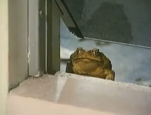 A toad sitting in a windowsill