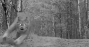 The black and white image shows one of the Canada lynx as it pounces towards the trail camera
