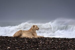 lions sitting by ocean