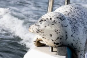 a harbour seal on a boat