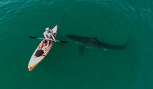 shark beside kayak