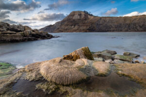 big fossil near beach
