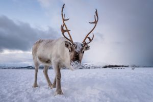 A reindeer walking towards the camera