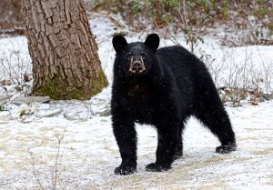 black bear in winter