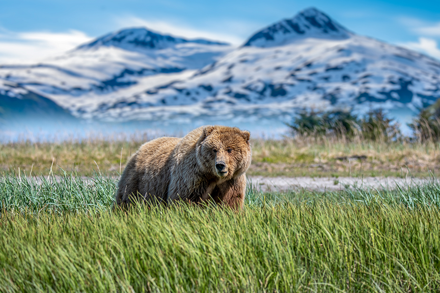 An Alaskan brown bear against snowy mountains