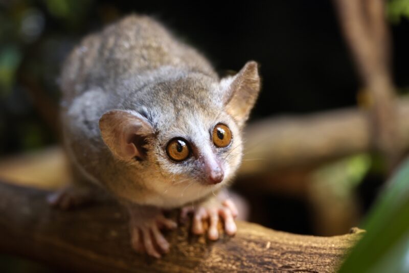A gray mouse lemur.