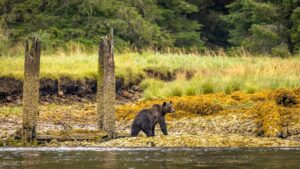 A grizzly bear on the edge of a river